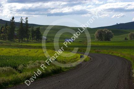 Green unripe wheat fields in Moscow, Idaho.