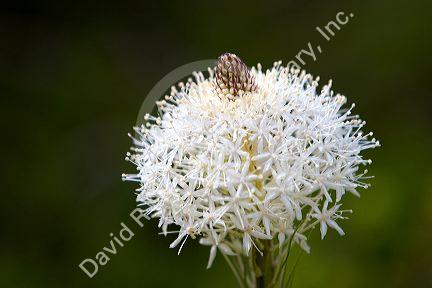 The white flower of Bear Grass north of Salmon, Idaho.