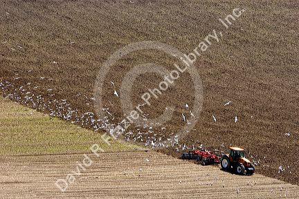 Gulls follow a tractor tilling a field at Cap Blanc Nez in the Pas-de-Calais department in Northern France.