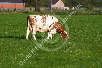 Cows graze on a farm in northern Belgium.