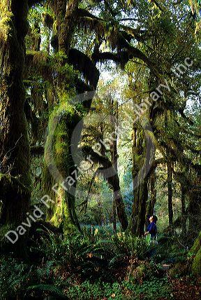 Woman looking up at trees in Olympic National Park, Washington.