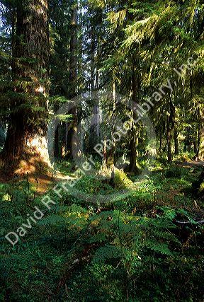 Olympic National Park, Washington.