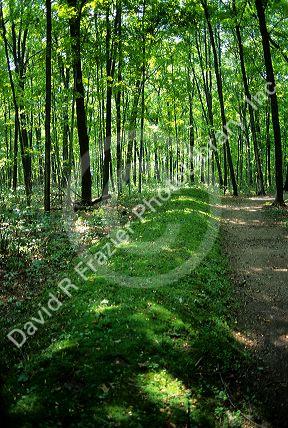 Effigy Mounds at Lizard Mound Park at West Bend, Wisconsin.