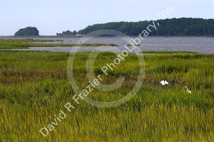 Inland marshes of Jekyll Island, Georgia.