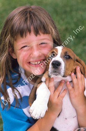 Young girl holding a basset hound puppy.