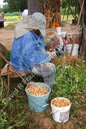 Worker pulling peanuts off of harvested plants near Albany, Georgia.