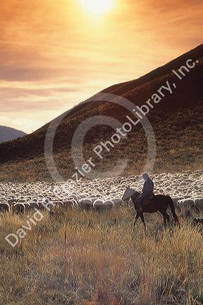 Shepherd tends to a flock of sheep near Sun Valley, Idaho.