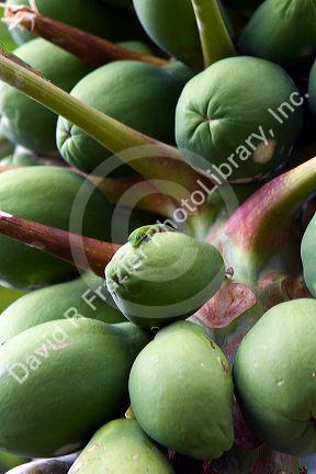 Gold Dust Day Gecko sits on an unripe Papaya on the Big Island of Hawaii.