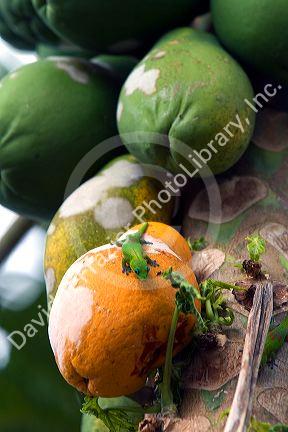 Gold Dust Day Gecko sits on a ripe Papaya on the Big Island of Hawaii.