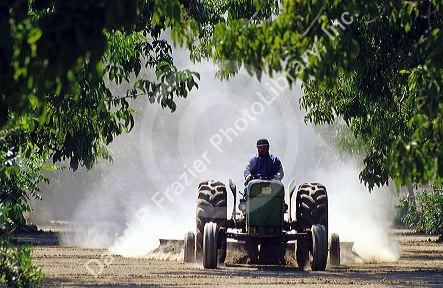 Tractor gathering windrowed walnuts at harvest time in Glenn, California.