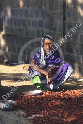 Woman drying chili peppers in India.