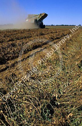 Peanut harvest in Georgia.