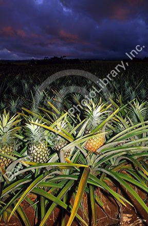 Pineapple field at dusk on the Hawaiian island of Oahu.