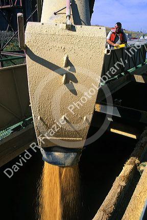 Wheat being loaded onto a barge for export.