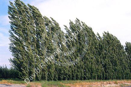 Lombardi poplar trees bend in the wind.  Trees are often used as windbreak on farms.