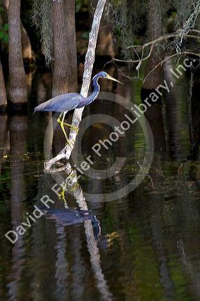 Tricolored heron in Everglades National Park, Florida.