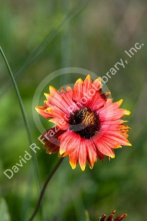 Honey bee on a Gaillardia blossom in Galveston, Texas.