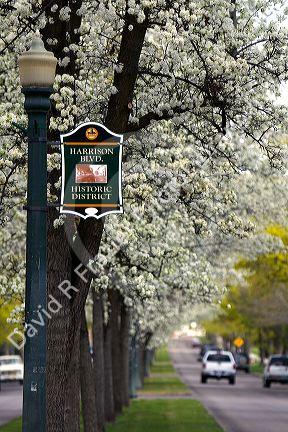 Harrison Boulevard lined with pear trees in bloom in Boise, Idaho.