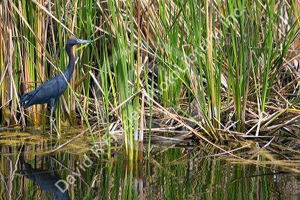 Little Blue Heron among saw grass in Everglades National Park, Florida.
