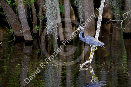 Tricolored Heron in Everglades National Park, Florida.