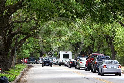 Live Oak trees line University Drive in Houston, Texas.