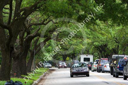 Live Oak trees line University Drive in Houston, Texas.