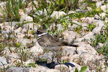 Killdeer bird in Galveston, Texas.