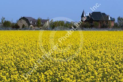 Yellow flowering rapeseed also known as canola in Canyon County, Idaho.
