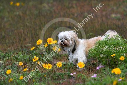 Shih Tzu Poodle mix dog in a field of wildflowers near Boise, Idaho.