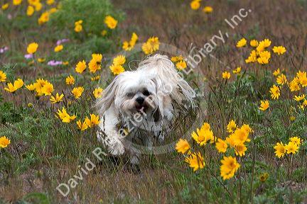 Shih Tzu Poodle mix dog running through a field of wildflowers near Boise, Idaho.