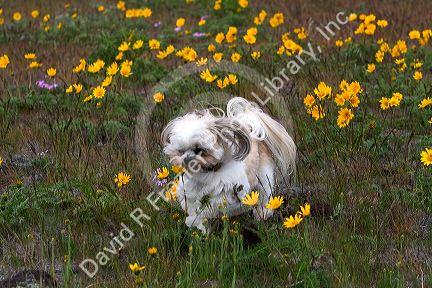 Shih Tzu Poodle mix dog running through a field of wildflowers near Boise, Idaho.