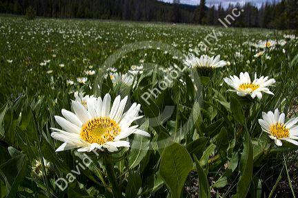 White Rayed Mules Ear wildflower growing in the Sawtooth Valley near Stanley, Idaho.
