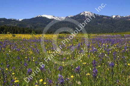 Meadow of Camas Lily wildflowers below Snowbank Mountain in Round Valley, Idaho.