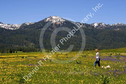Woman and her dog walk through a meadow of wildflowers below Snowbank Mountain in Round Valley, Idaho. MR