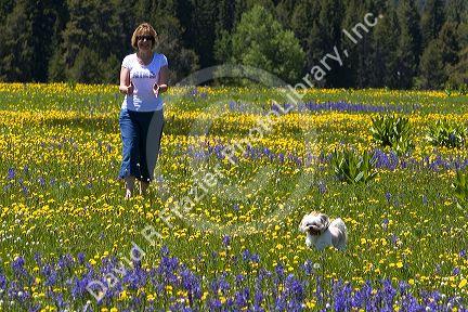 Woman and her dog playing in a meadow of wildflowers in Round Valley, Idaho. MR