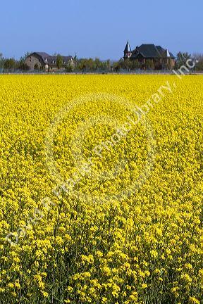 Crop of yellow flowering rapeseed also known as canola in Canyon County, Idaho.