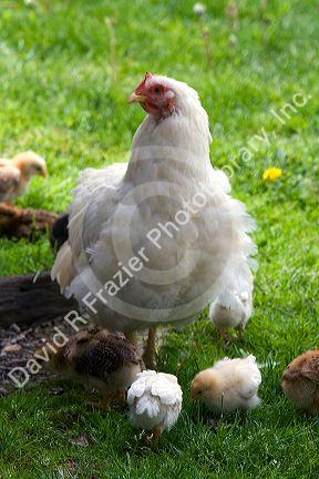 Hen and chicks on a farm in Lenawee County, Michigan.