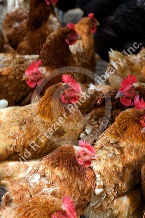 Chicken hens on a farm in Lenawee County, Michigan.