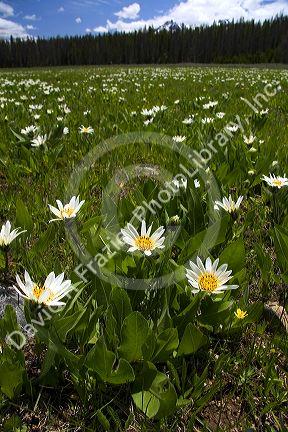 White Rayed Mules Ear wildflower in the Sawtooth Valley near Stanley, Idaho.