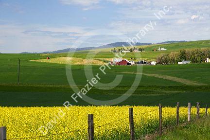 Farmland at Grangeville, Idaho.