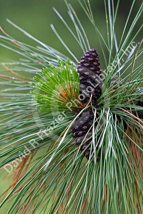 Pinecones and new growth on a Ponderosa Pine tree in Clearwater County, Idaho.