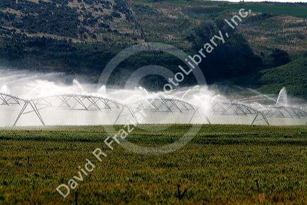 Sprinkler irrigation of a wheat field in Elmore County, Idaho.