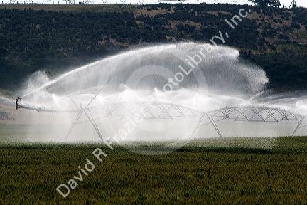 Sprinkler irrigation of a wheat field in Elmore County, Idaho.