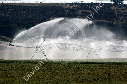 Sprinkler irrigation of a wheat field in Elmore County, Idaho.