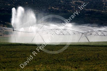 Sprinkler irrigation of a wheat field in Elmore County, Idaho.