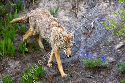 Coyote in Yellowstone National Park, Wyoming.