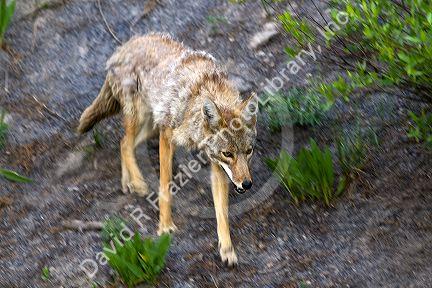 Coyote in Yellowstone National Park, Wyoming.
