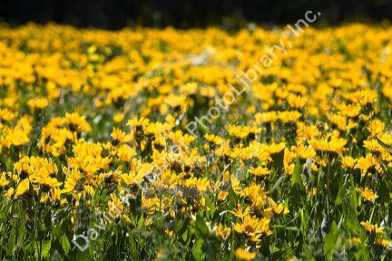 Meadow of yellow balsam root wildflowers in Island Park near the Henrys Fork in Idaho.
