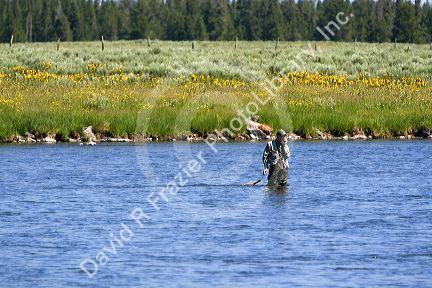 Fly fisherman talking on a cell phone at Last Chance on The Henry's Fork in Idaho.