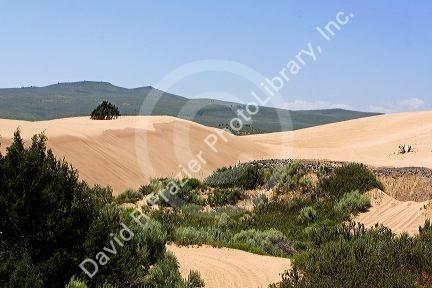 Sand dunes at St. Anthony, Idaho.